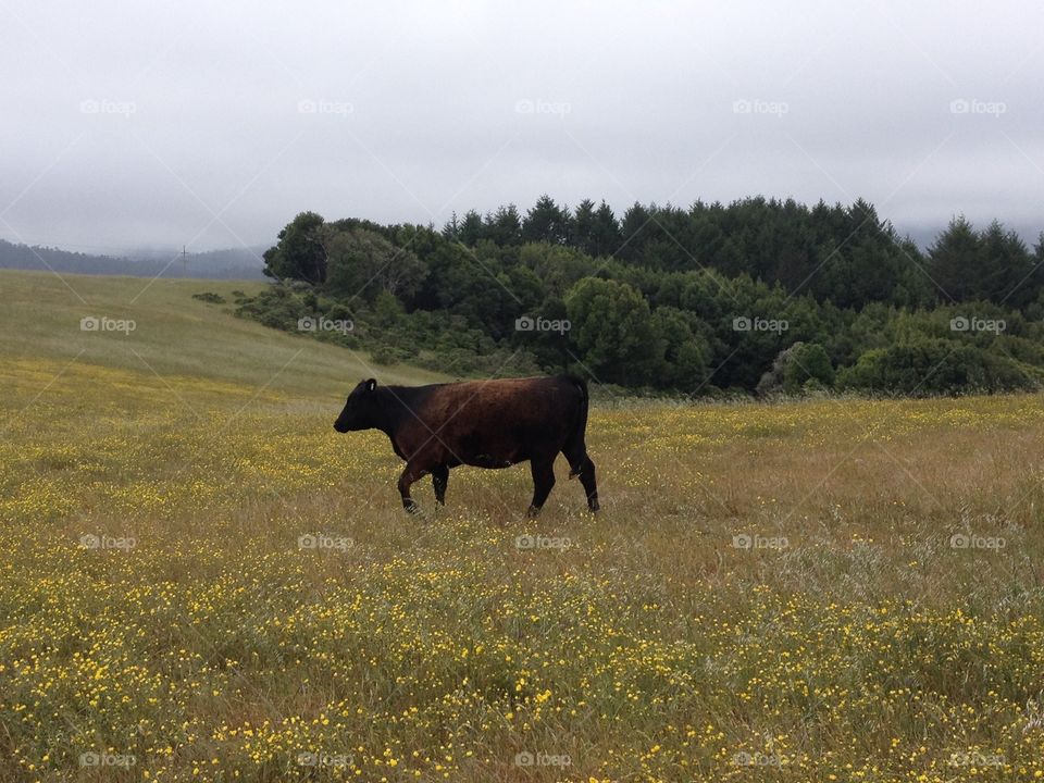 Cow stroll 
