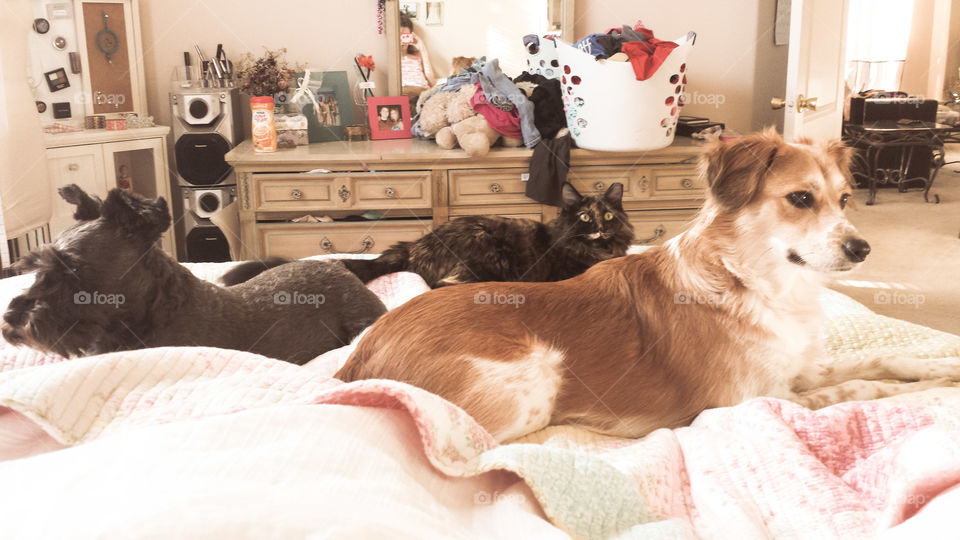 The Creatures. Penny Lane, Sophie, and Cassiopeia on a Saturday morning.