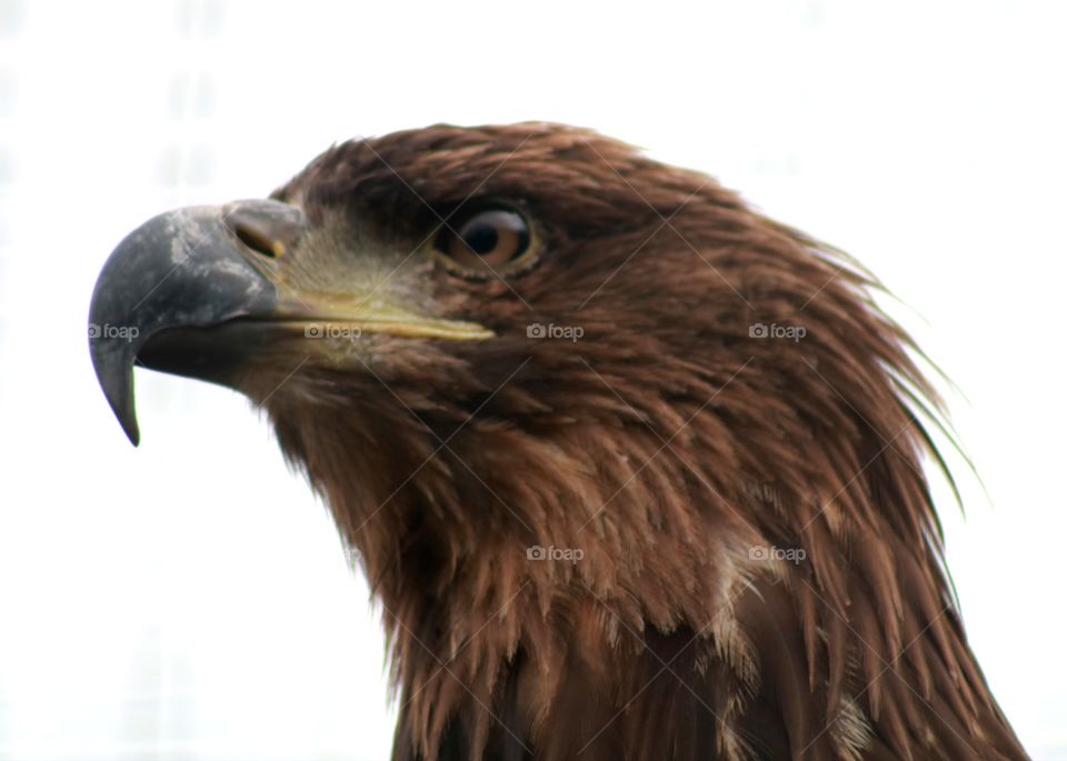 Animals, eagle, bird, beak,