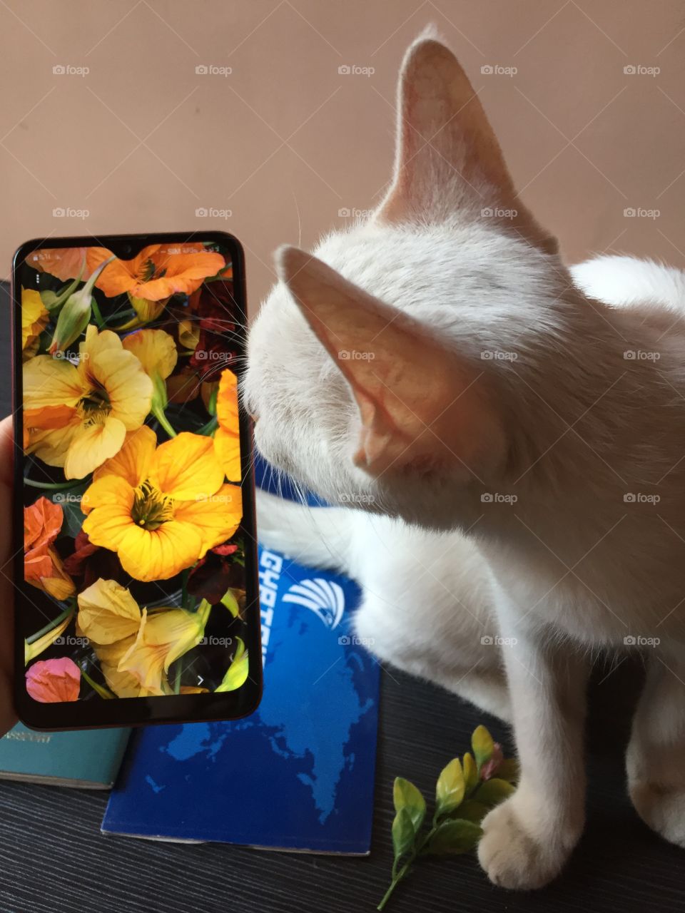 Pets like looking at cell phones