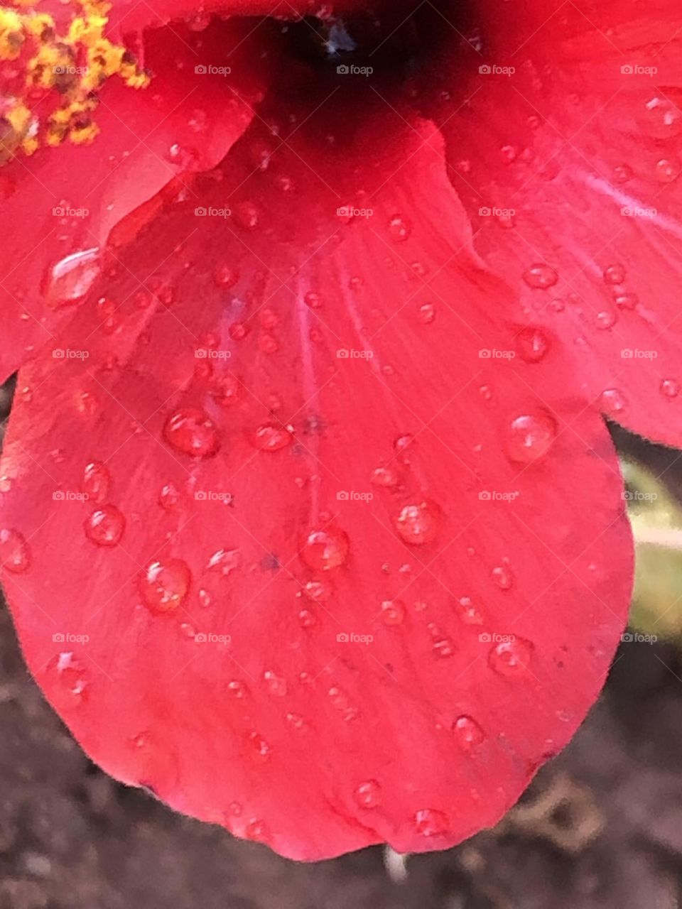 Beautiful red flower with droplets 