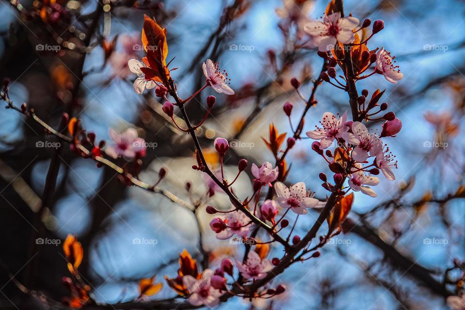 spring blooming flowers