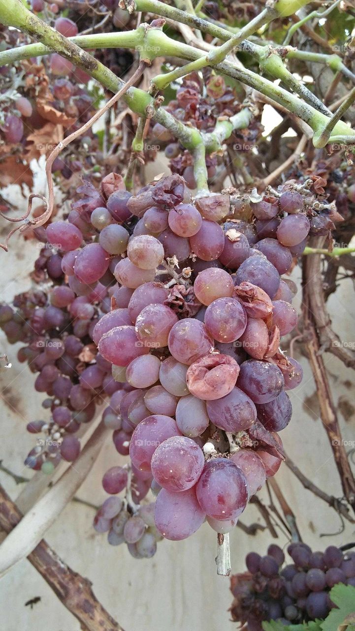 Bunches of grapes.