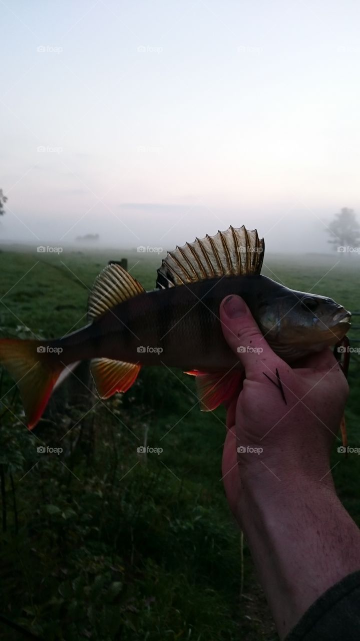 misty morning perch