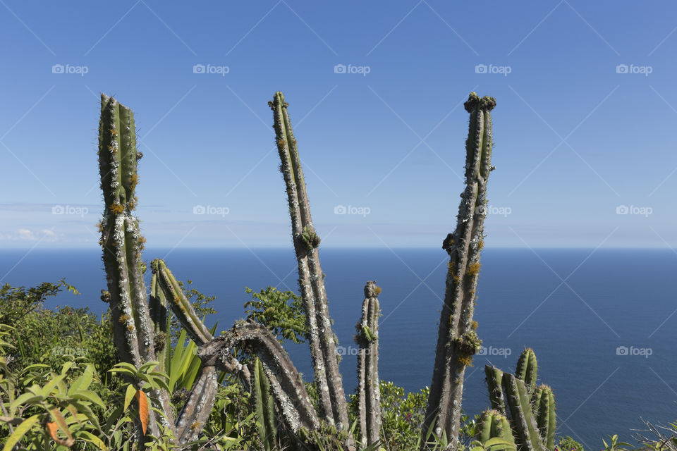 Cactus on the beach in Rio de Janeiro Brazil.