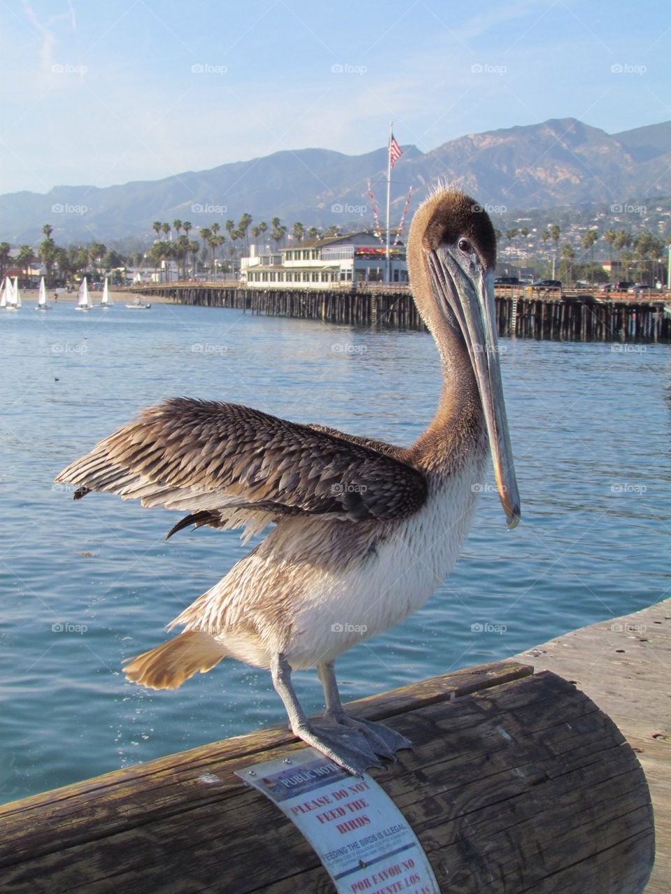 Posin' Pelican