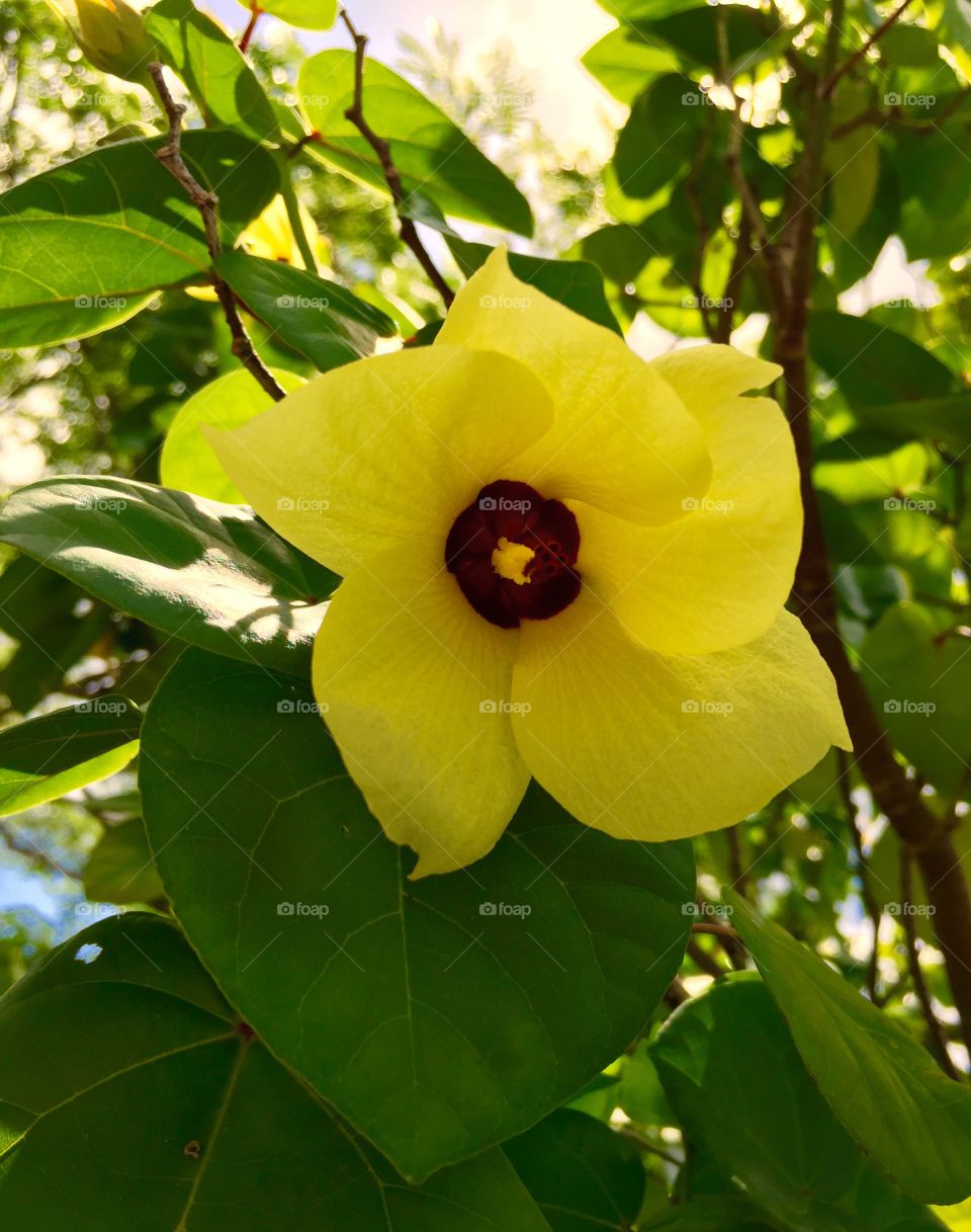 Hawaii Series: Hau Tree Flower