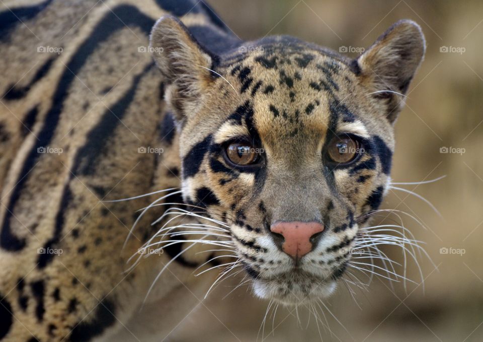 Clouded Leopard