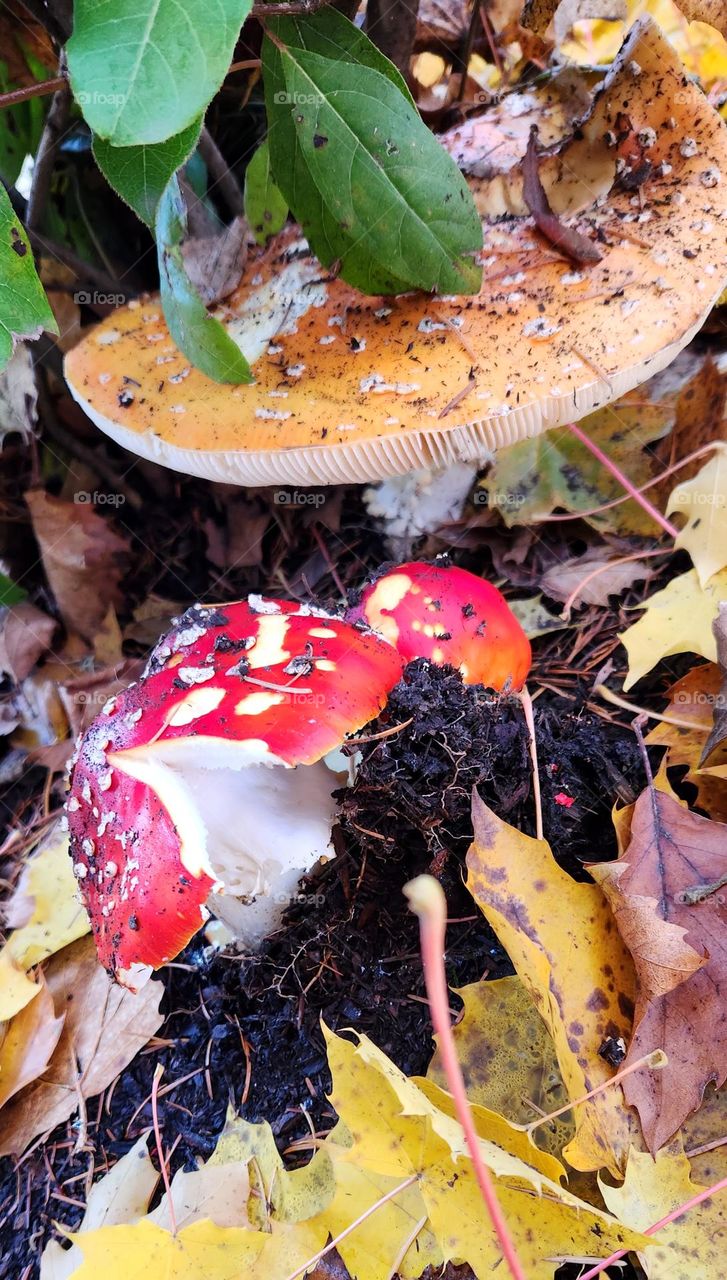 enchanting red white and orange mushrooms growing in an Oregon suburban neighborhood surrounded by fallen leaves