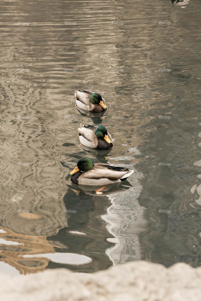 Central Park animals 