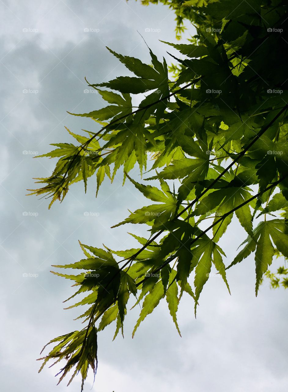 Japanese maple leaves and sky
