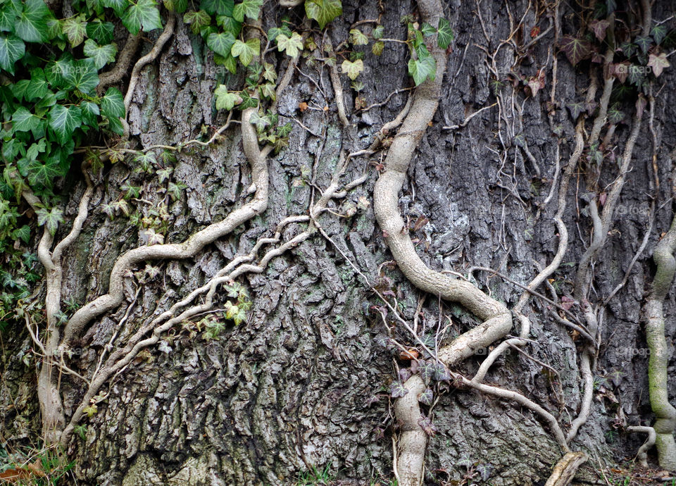 Closeup of tree trunk.