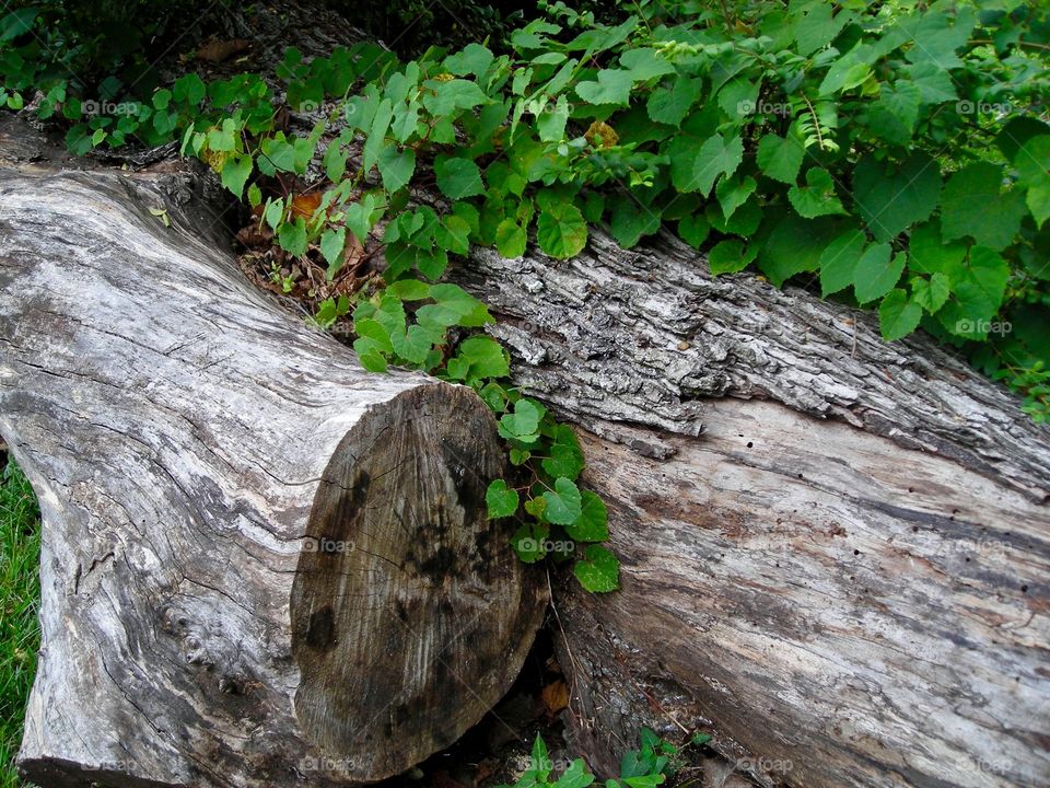 Logs Forest