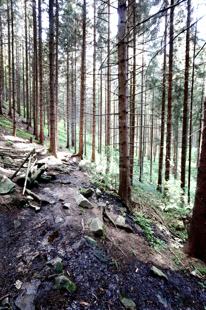 Bosnian forest