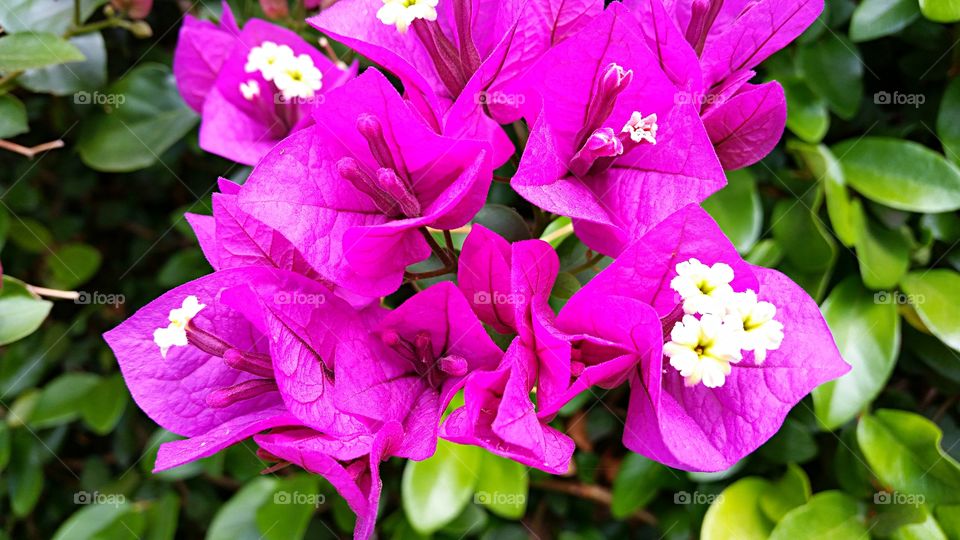 Purple Bougainvillea . Deep purple Bougainvillea with tiny white blossoms 