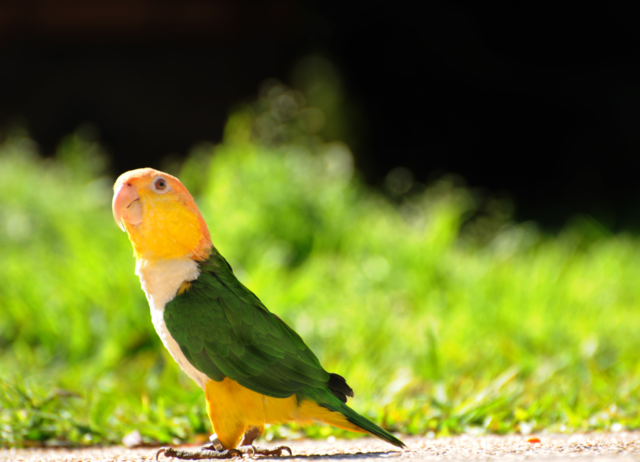 colors animal love bird by lightanddrawing