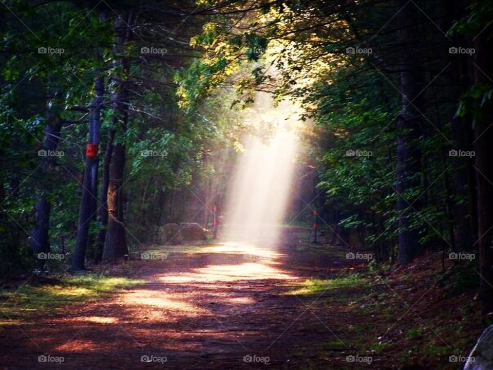 Sunray in forest