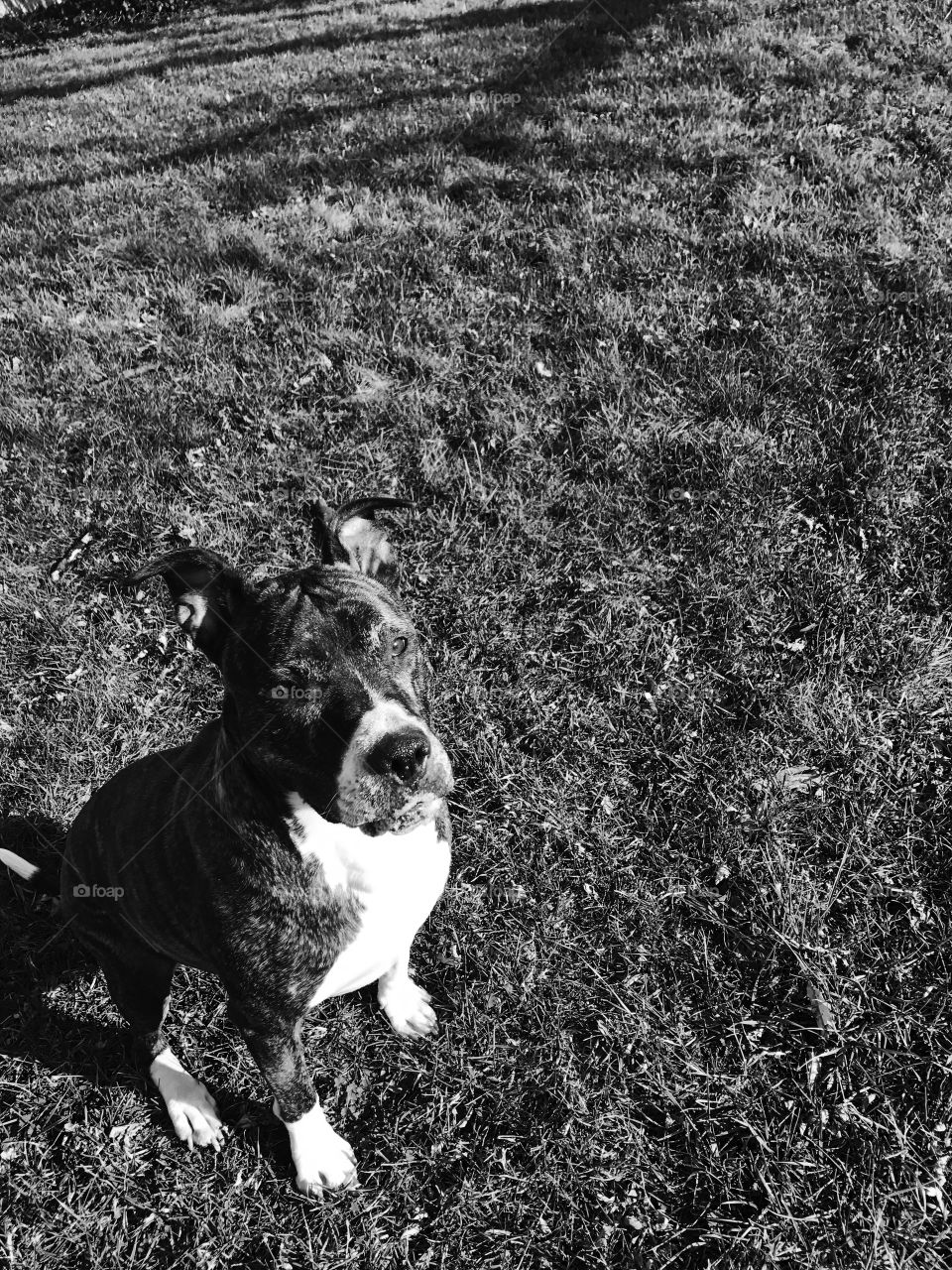Black and white pit bull