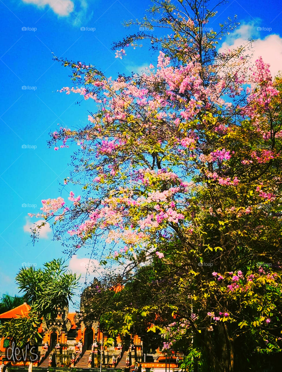 Indonesian Sakura 🌸