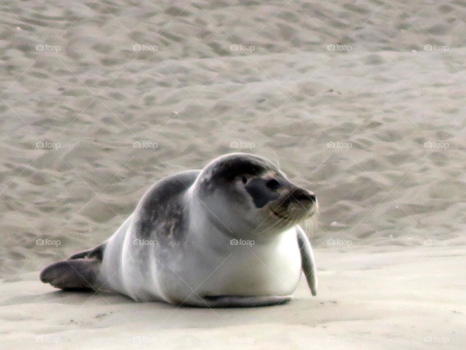 cute seal