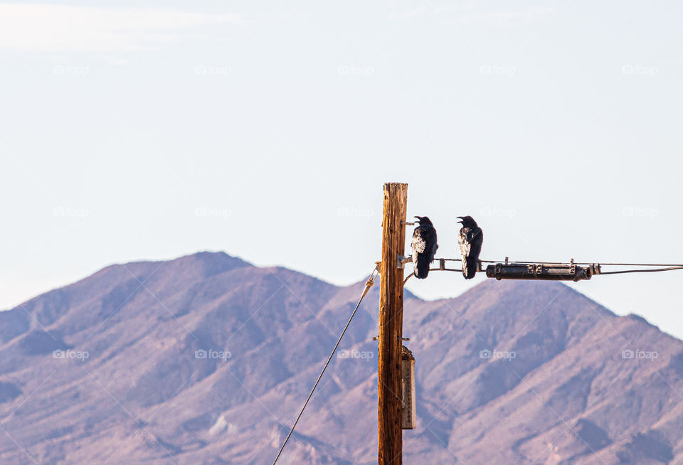 A pair of Ravens sitting on a power line