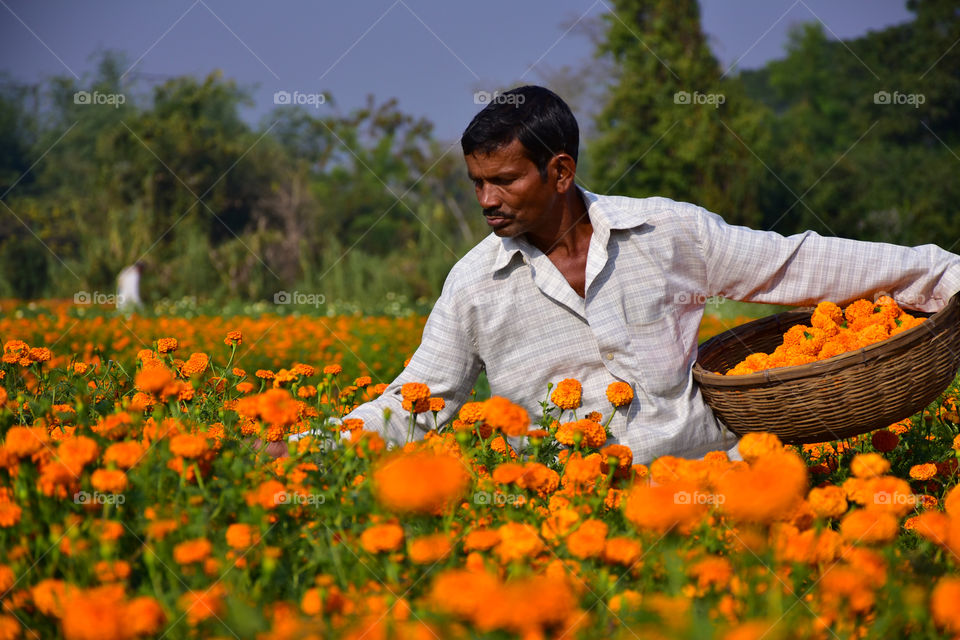 collecting flowers from the field