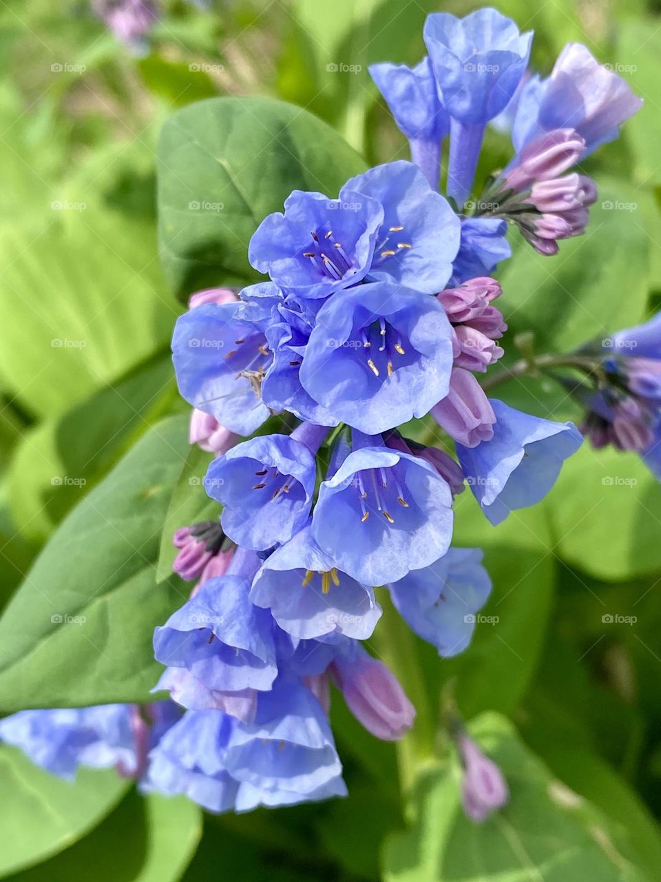 Bright colorful Virginia bluebell flowers