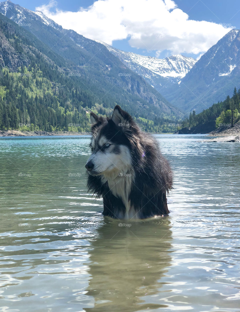 Majestic Mountain dog in the woods at a lake