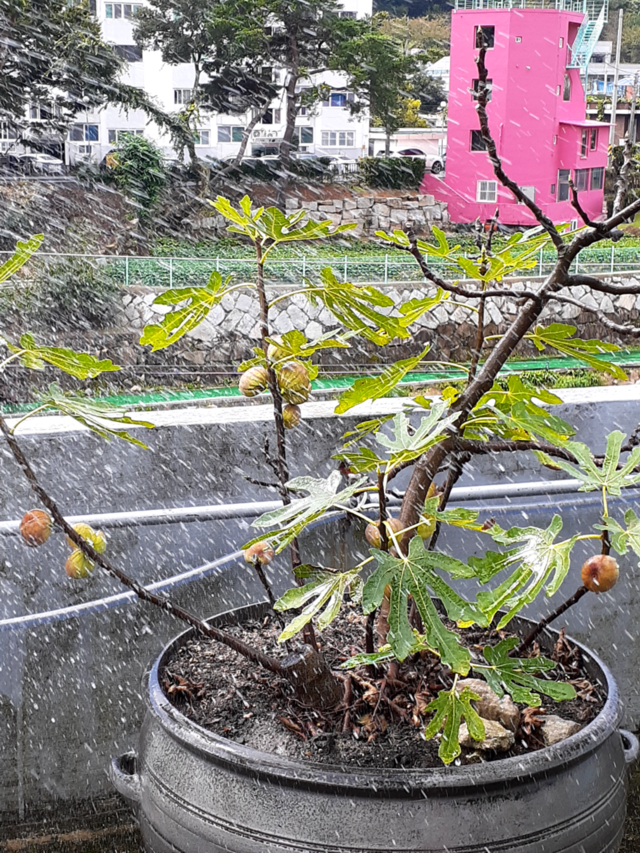 heavy rain with strong wind
