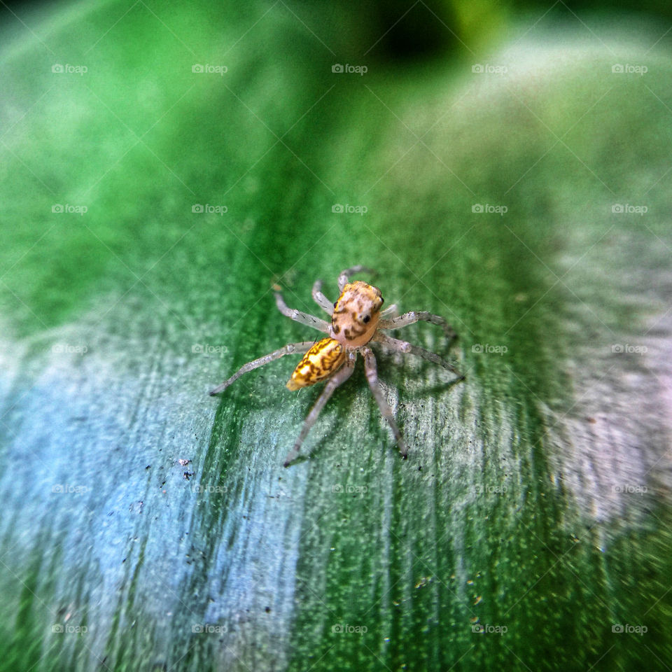 shot on Iphone with macro lens small spider