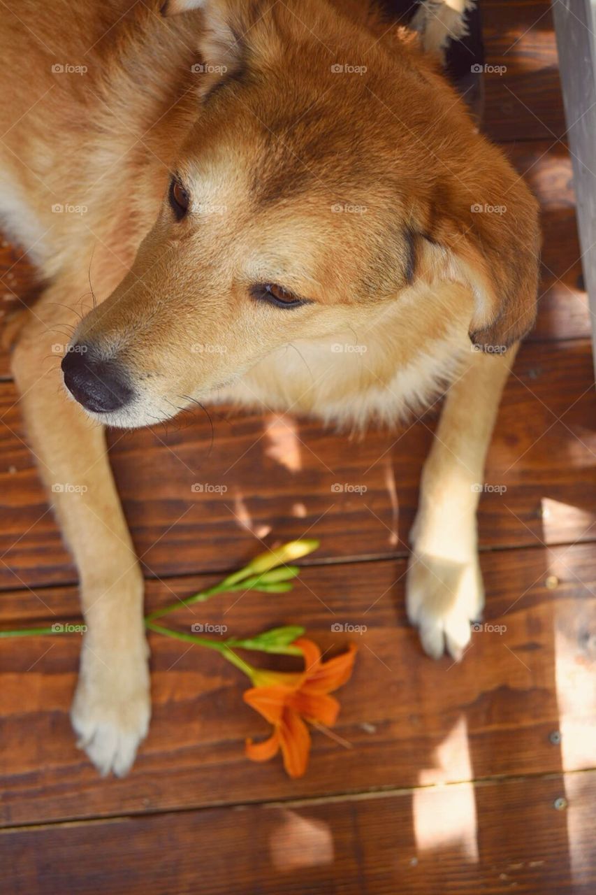 Dog and flower
