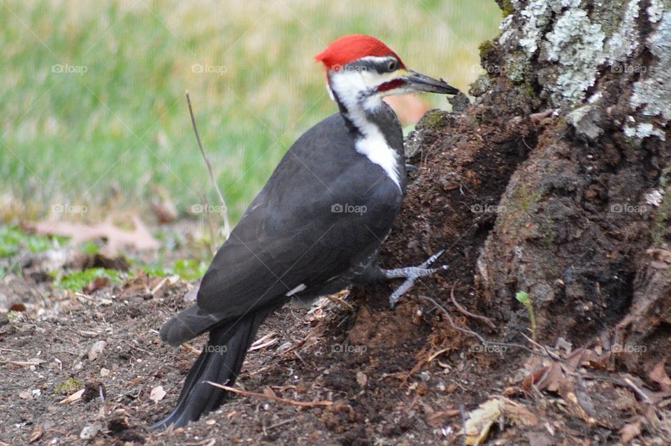 Woodpecker