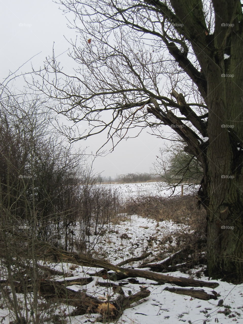 Fallen Branches