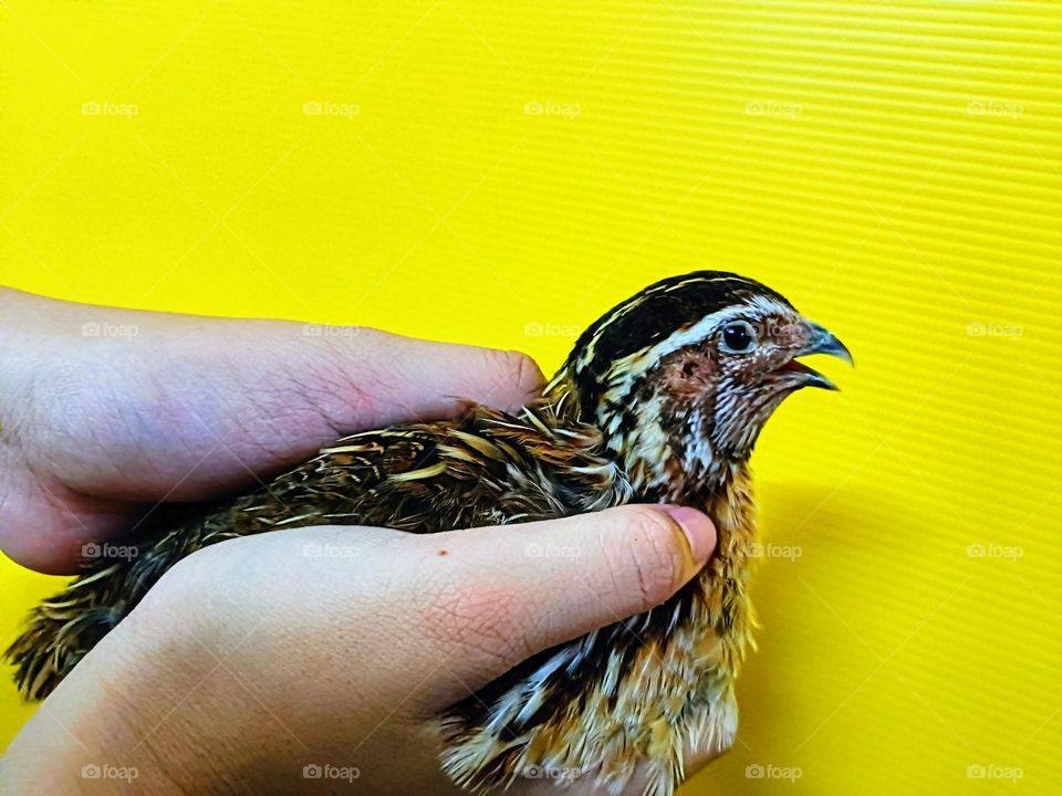 Close view of a male quail with yellow background.Photos of birds.Keep a male quail as pets.
