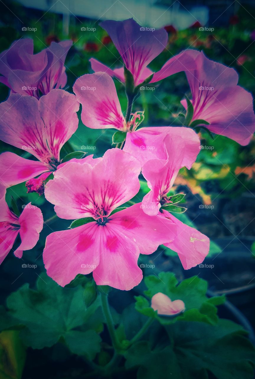 pink flower