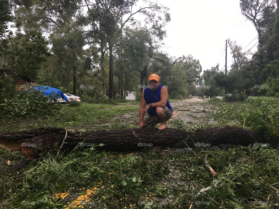 Hurricane irma trees down