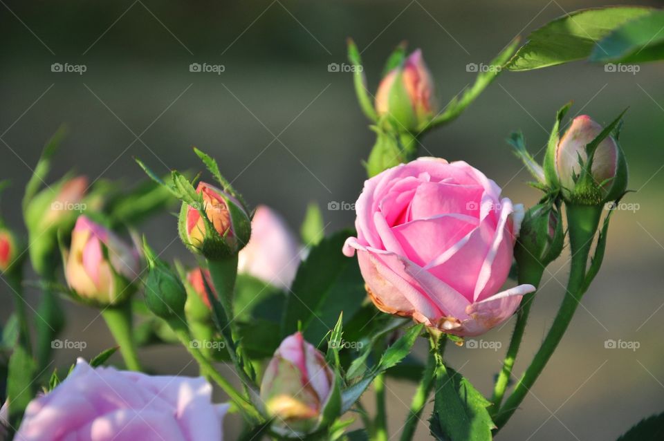 Flower, Nature, Leaf, Flora, Rose