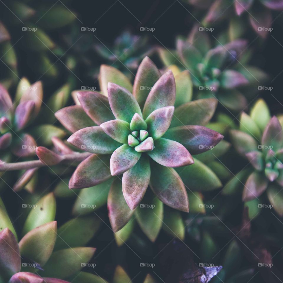 succulent