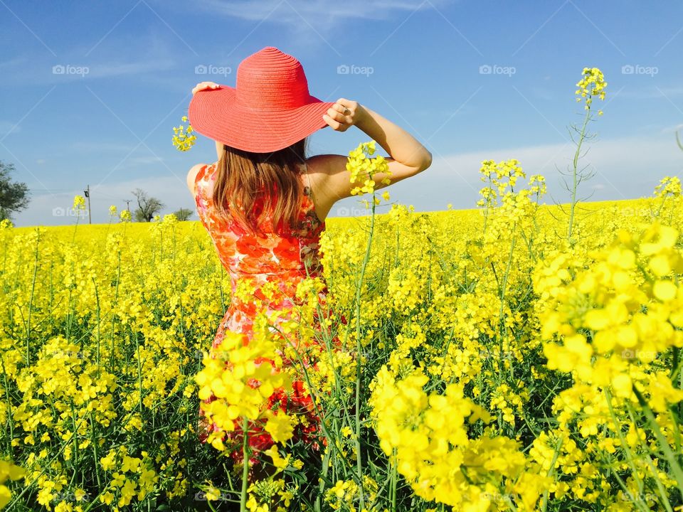 canola field