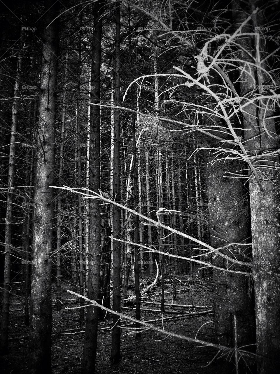 Night Forrest (Plankey Mill, Hexham)