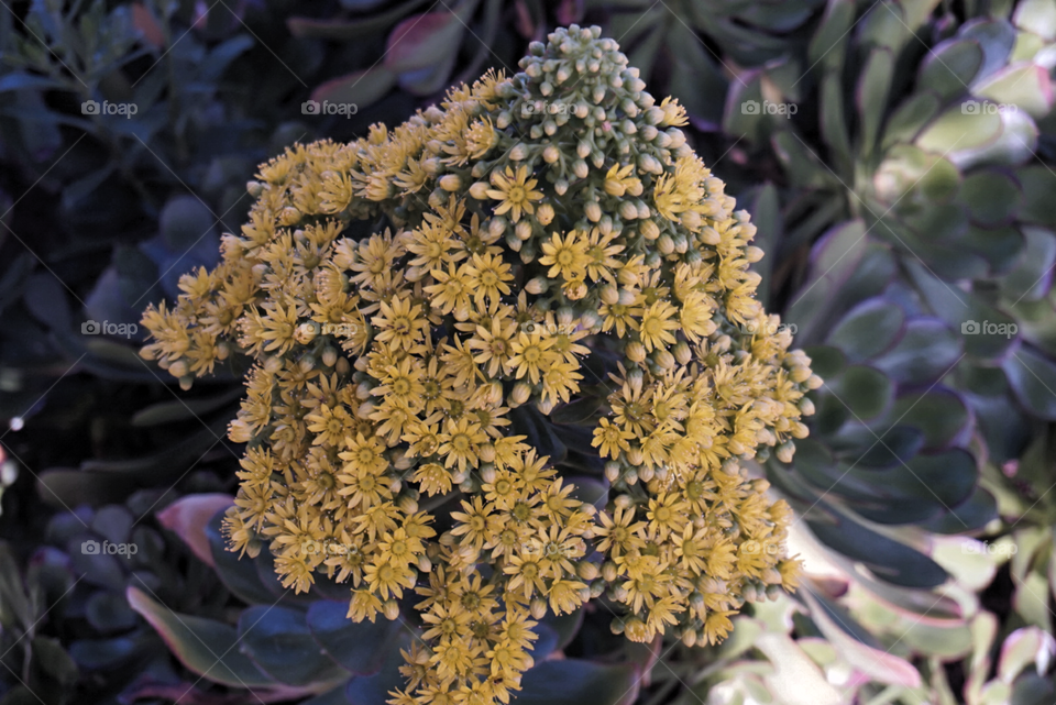 Pale Stonecrop
Springs 
California Flower