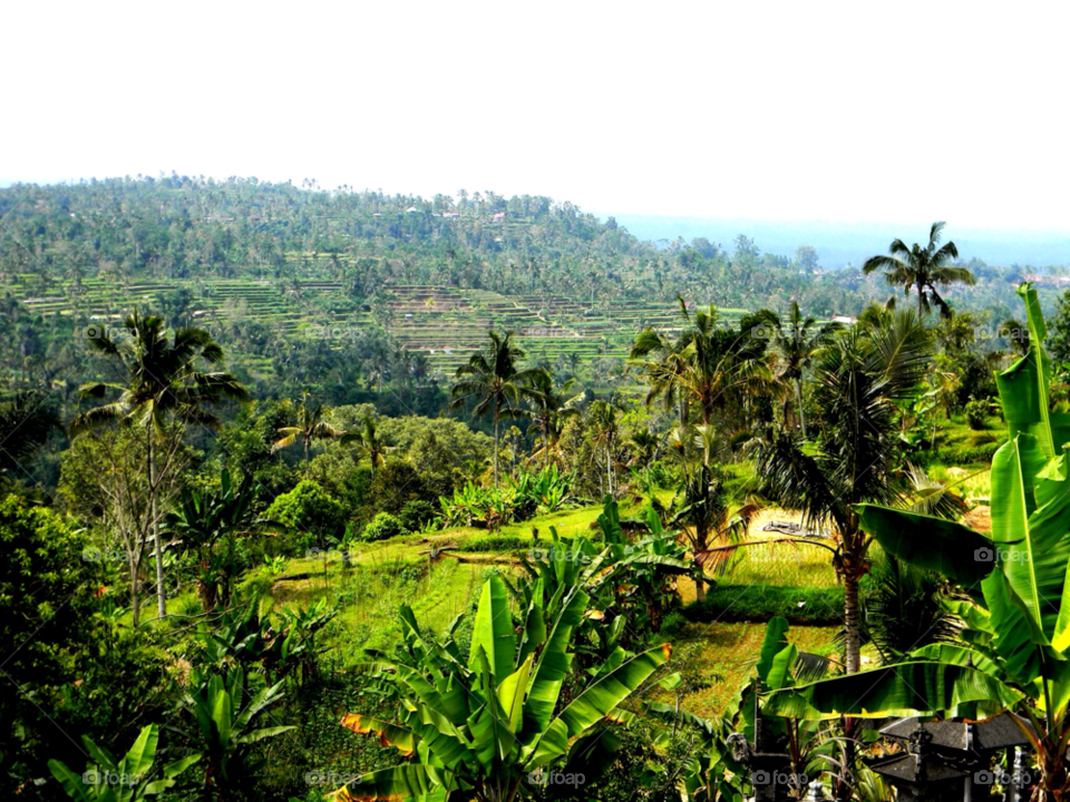 exotic green scenery palm trees by brunhilda
