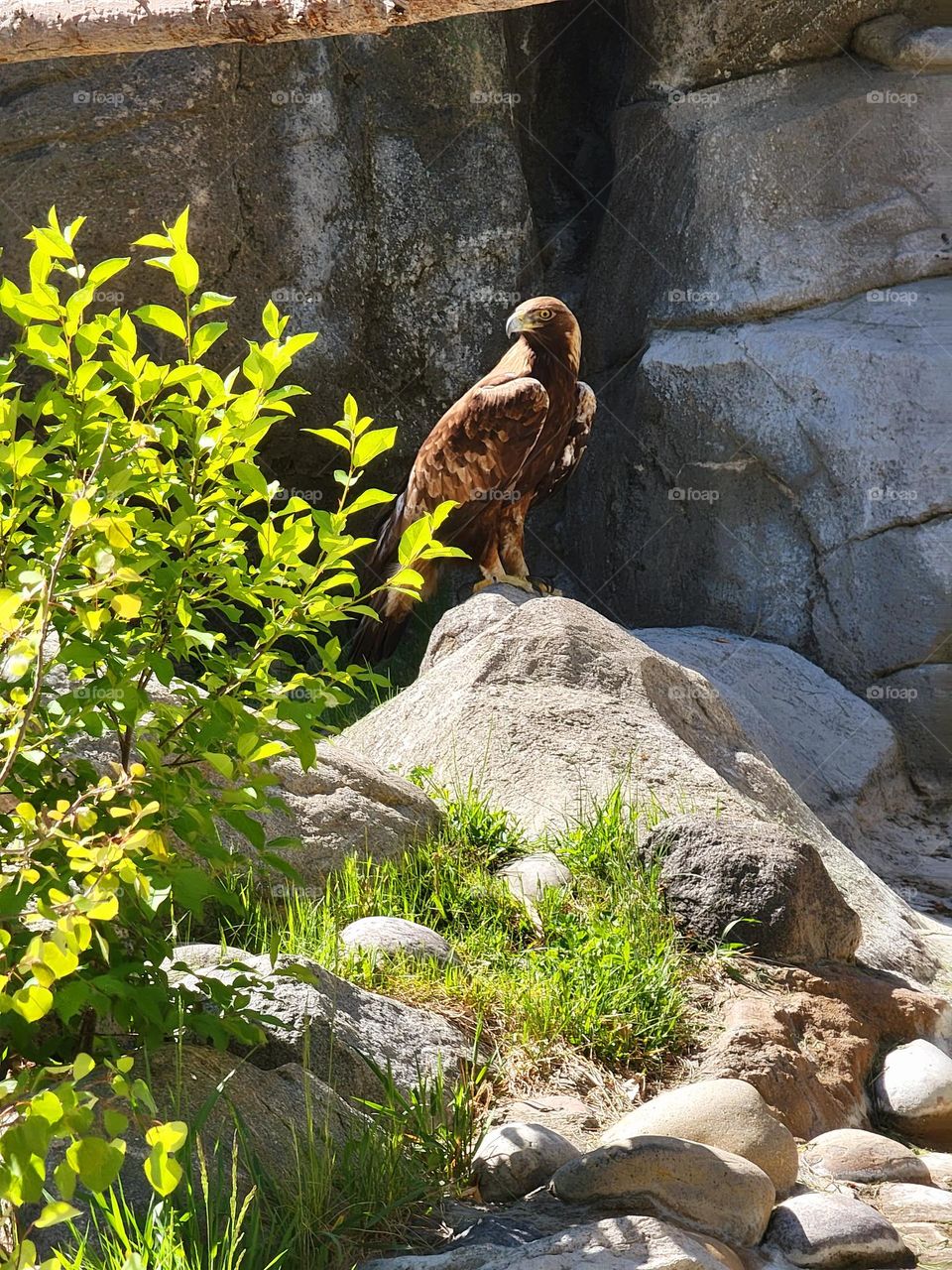 hawk standing proudly