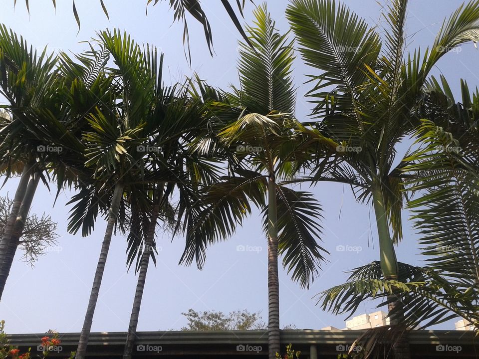 Palm garden in my town