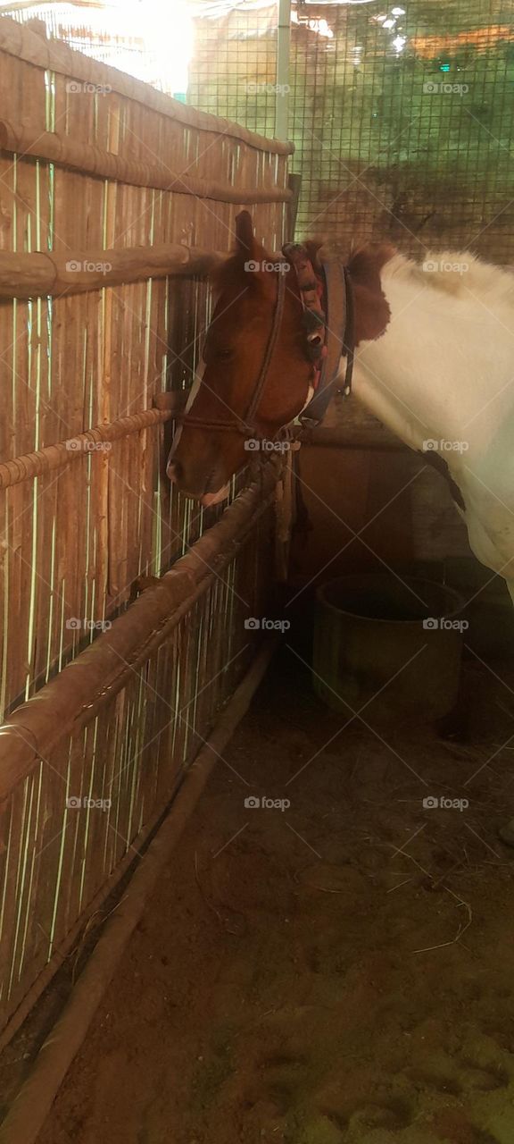 SLEPPING HORSE 🐴!!