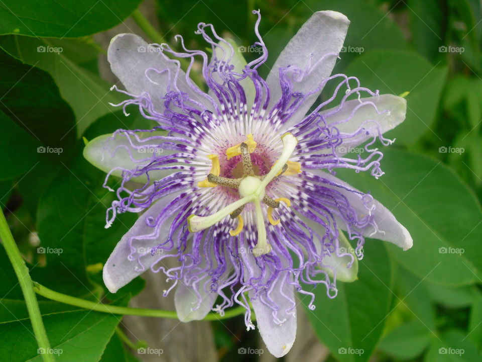 Flora, Leaf, Nature, Garden, Flower