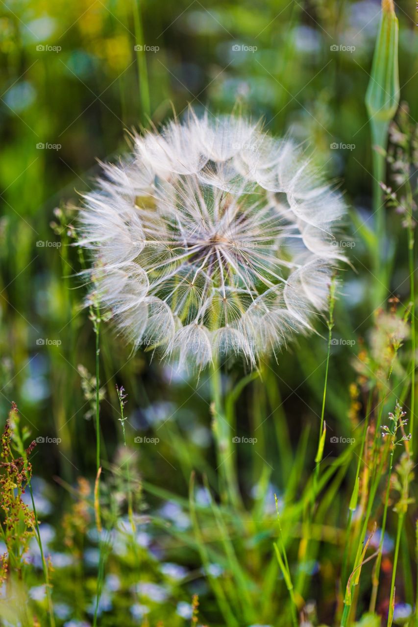 Goats Beard