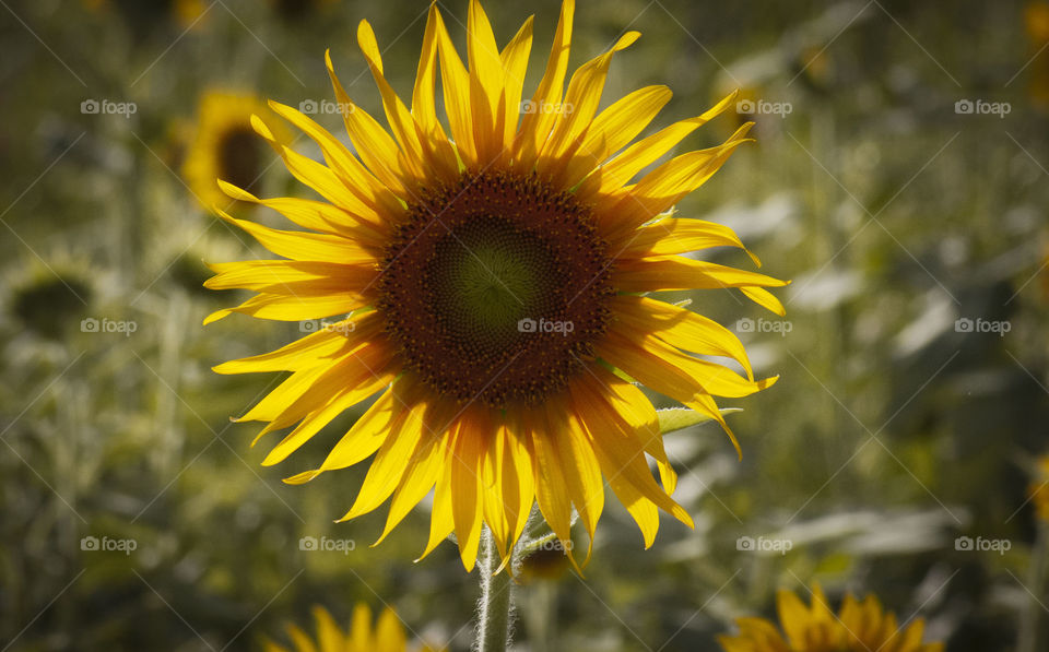 Sunflower eclipse