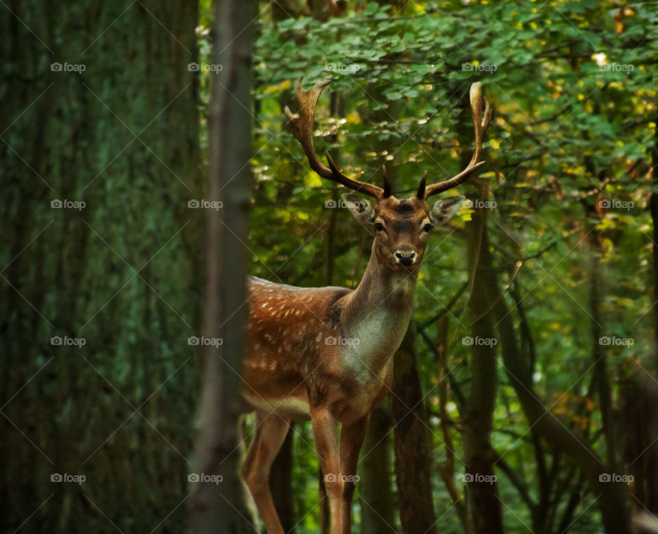A beautiful nature photograph of a stag captured in the woods. 