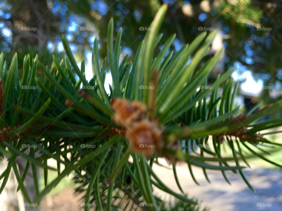 Pine cones 